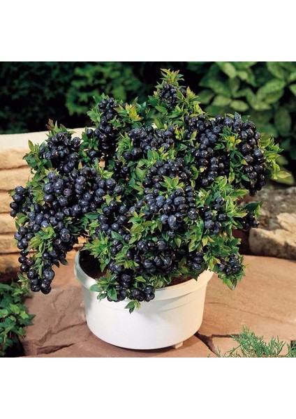 Ithal Blueberry Bonsai Ağacı Tohumu Ekim Seti