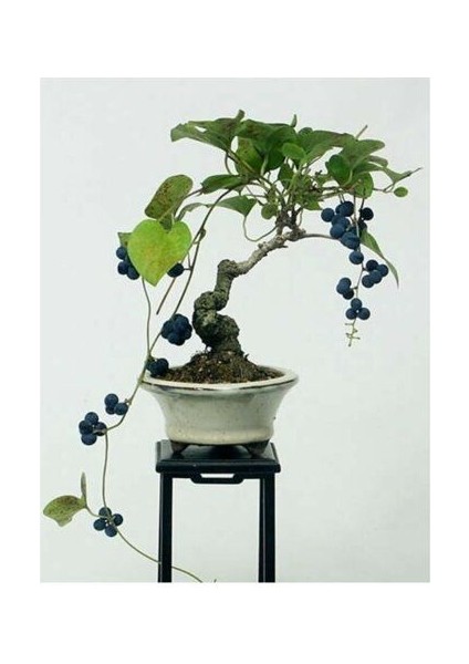 Ithal Blueberry Bonsai Ağacı Tohumu Ekim Seti