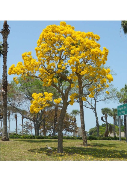 Ithal Sarı Tabebuia Ağacı Tohumu Ekim Seti