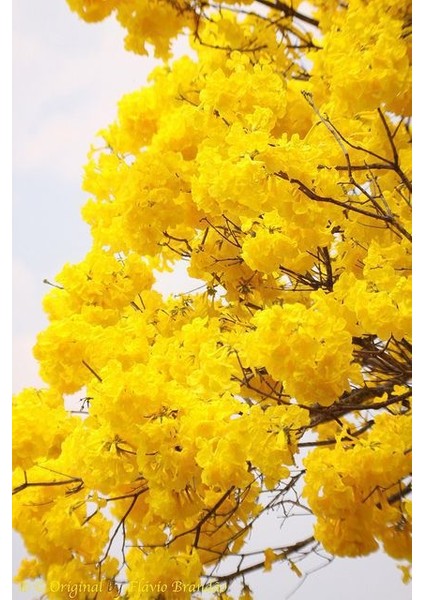 Ithal Sarı Tabebuia Ağacı Tohumu Ekim Seti