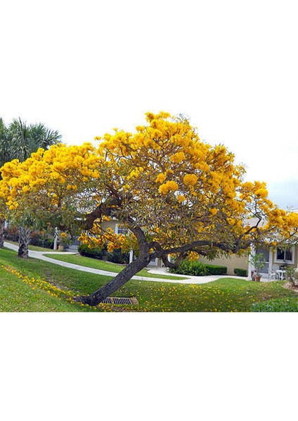 Ithal Sarı Tabebuia Ağacı Tohumu Ekim Seti