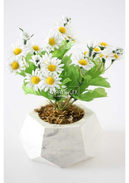 Dekoratif Beton Saksıda Papatya Tanzimi 20 Cm