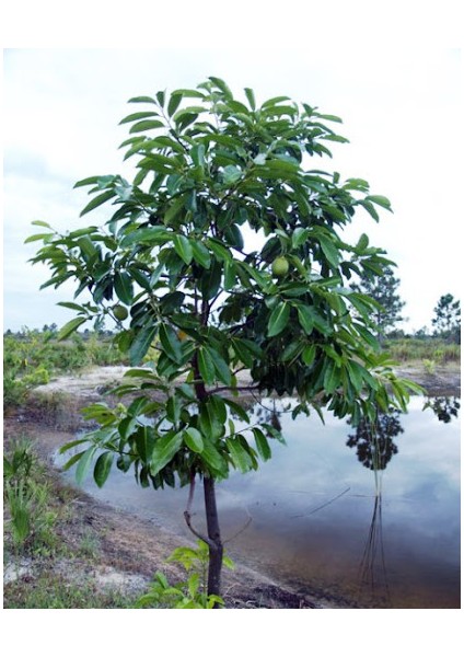 Black Sapote (Çikolata Meyvesi Ağacı) Fidanı 60-80 cm