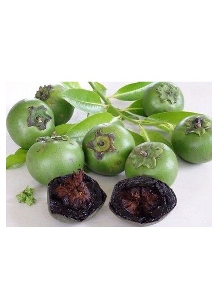 Black Sapote (Çikolata Meyvesi Ağacı) Fidanı 60-80 cm