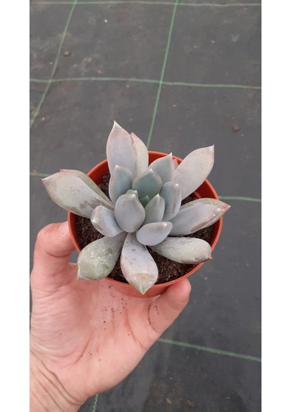 Pachyphytum Kimnachii Sukulent 8.5 Santim Saksı