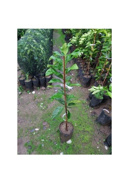 Pomelo Fidanı (Şadok - Ağaç Kavunu Fidanı)