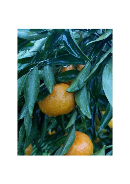 Bodrum Mandalinası (Aşılı Mandalina Fidanı) fiyatları