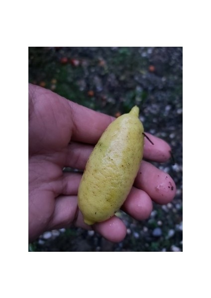 Yeşil Finger Lime (Faustrime) Aşılı Havyar Limon Fidanı