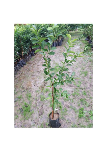 Lime Fidanı (Misket Limon) Aşılı Lime Fidanı