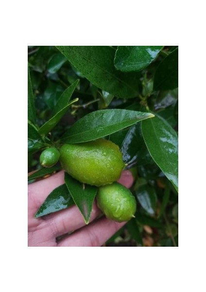 Limequat Fidanı (Limon-Kumkuat)