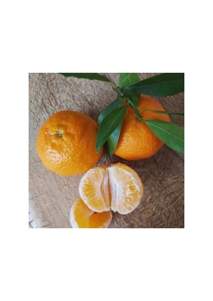 Klemantin Mandalina Fidanı (Aşılı Mandalina Fidanı)