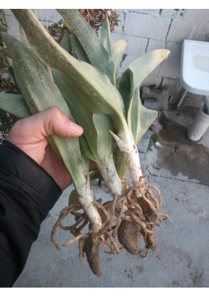 Salep Fidesi 250 Adet