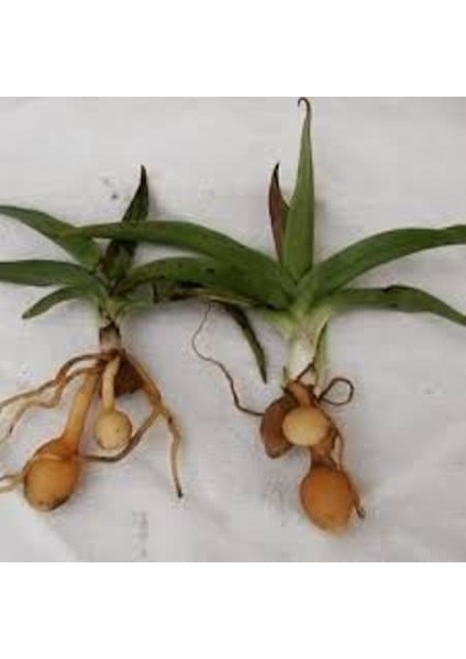 Salep Fidesi 250 Adet fiyatları