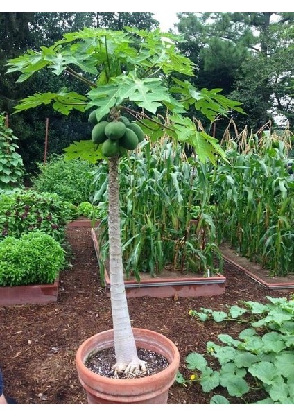 Tropikal Papaya (Ağaç Kavunu) Fidanı