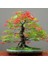 Ithal Acer Negundo Bonsai Ağacı Tohumu Ekim Seti 2