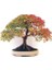 Ithal Acer Negundo Bonsai Ağacı Tohumu Ekim Seti 3