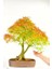Ithal Acer Negundo Bonsai Ağacı Tohumu Ekim Seti 4