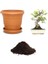 Ithal Yeşil Incir Bonsai Ağacı Tohumu Ekim Seti 1