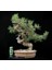 Ithal Fıstık Çamı Bonsai Ağacı Tohumu Ekim Seti 4