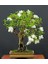 Nadir Beyaz Gül Bonsai Ağacı Tohumu Ekim Seti 2