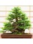 Japon Redwood Bonzai Ağacı Tohumu Ekim Seti 2