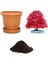 Ithal Red Maple Bonzai Ağacı Tohumu Ekim Seti 1