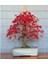 Ithal Red Maple Bonzai Ağacı Tohumu Ekim Seti 2