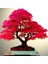 Ithal Red Maple Bonzai Ağacı Tohumu Ekim Seti 3