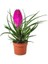 Nadir Tillandsia Çiçeği Tohumu Ekim Seti 3