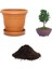 Ithal Selvi Bonsai Ağacı Tohumu Ekim Seti 1