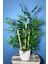 Beton Saksıda Bambu Ağacı Koyu Yeşil 65 cm (Yosunlu Model) 1