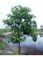 Black Sapote (Çikolata Meyvesi Ağacı) Fidanı 60-80 cm 1