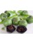 Black Sapote (Çikolata Meyvesi Ağacı) Fidanı 60-80 cm 3