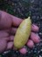 Yeşil Finger Lime (Faustrime) Aşılı Havyar Limon Fidanı 2