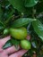 Limequat Fidanı (Limon-Kumkuat) 1