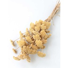 Yapay Çiçek Deposu Kuru Çiçek Şemsiye Otu Demeti Naturel(Özel Kesim)
