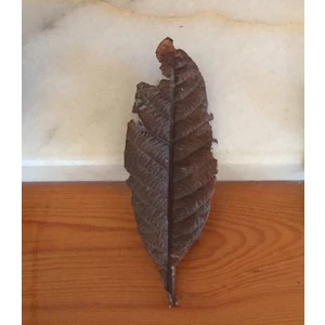 Canlı Petshop Malta Yaprağı 100 Adet 10X10 cm **su Düzenleyici ve Karides Yemi