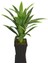 Saksılı Yapay Ağaç Premium Drecina Ağacı 130CM Dracaena Plant (Yeşil-Sarı) 1