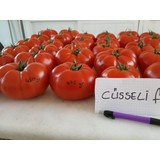 Atılım Cüsseli̇ F1