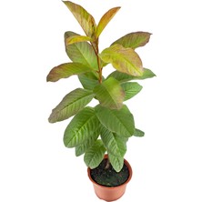 Grow Botanik Tropikal Guava Fidan Tüplü Özel Stok