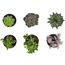 Grow Botanik Hediyelik Sukulent 6'lı Paket Eco