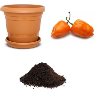Serdar Çam Tohumculuk Nadir Çok Acı Habanero Biber Tohumu Ekim Seti