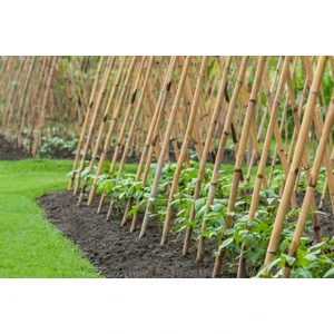 Bambu 20 Li Bitki Destek Çubuğu Uzunluk 150 cm