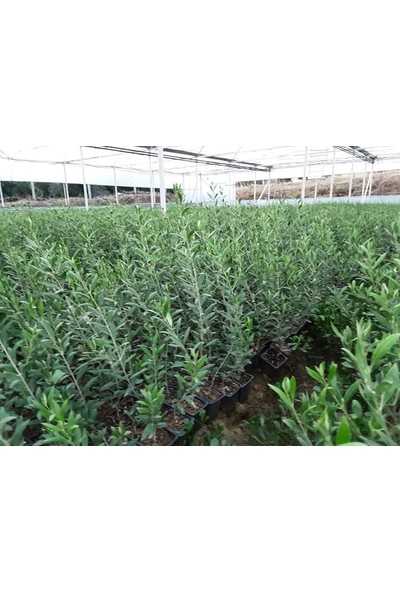 İstanbul Tropikal 10 Adet Saksılı Bodur Arbequina Zeytin Fidanı 1 Yaş - 80 150 cm Boy