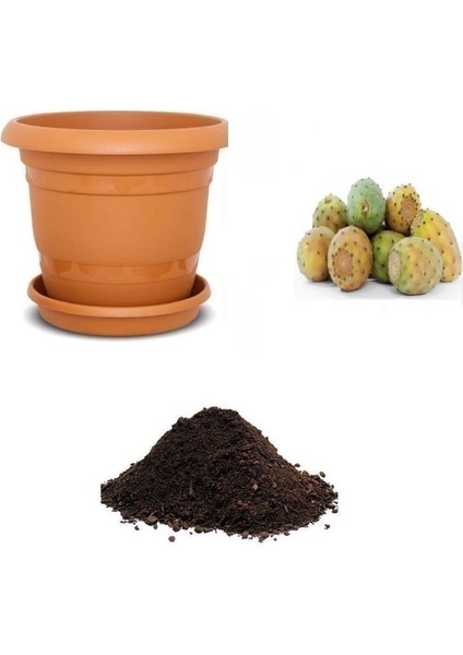 Nadir Saksılık Dikenli Incir Tohumu Ekim Seti
