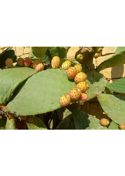 Nadir Saksılık Dikenli Incir Tohumu Ekim Seti fiyatları