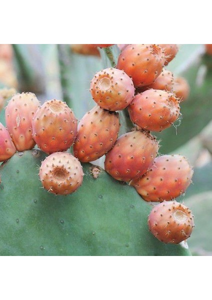Nadir Saksılık Dikenli Incir Tohumu Ekim Seti modelleri