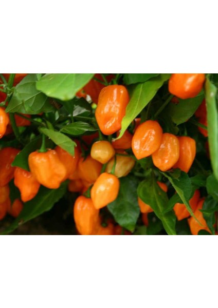 Nadir Çok Acı Habanero Biber Tohumu Ekim Seti modelleri