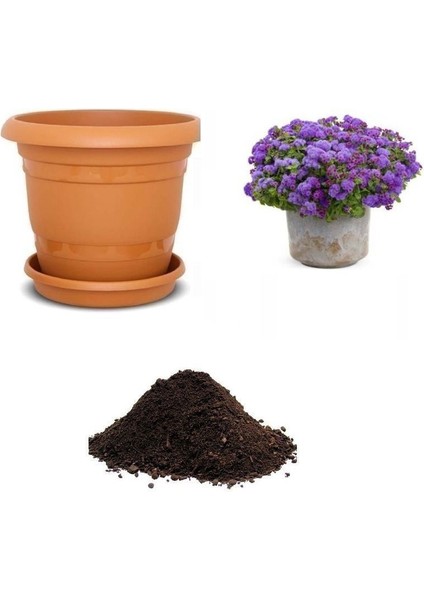 Nadir Mavi Vapur Dumanı Çiçeği Tohumu Ekim Seti