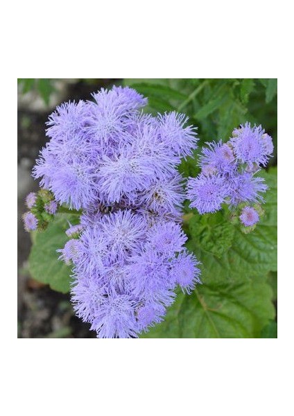 Nadir Mavi Vapur Dumanı Çiçeği Tohumu Ekim Seti fiyatları